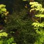 fish tank picture - java moss