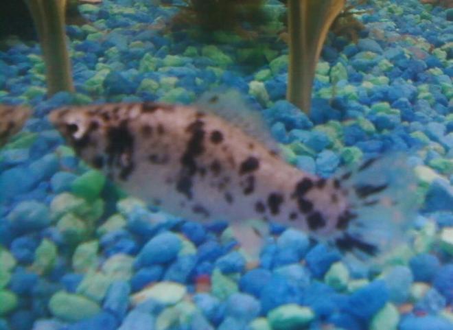 freshwater fish - poecilia latipinna - dalmatian molly stocking in 10 gallons tank - This is my female dalmation molly.