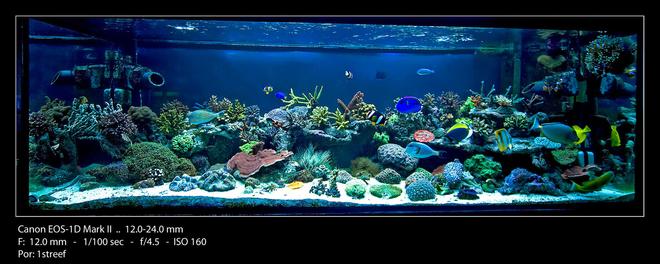 175 gallons reef tank (mostly live coral and fish) - Main tank full shot Dec 2009.