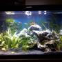29 gallons freshwater fish tank (mostly fish and non-living decorations) - Whole Tank