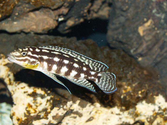 freshwater fish - julidochromis marlieri - marlieri cichlid stocking in 150 gallons tank - What a beautiful marlieri burundi.