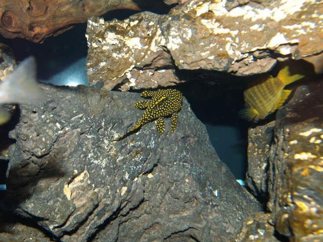 freshwater fish - baryancistrus sp. - gold nugget pleco (l-18) stocking in 150 gallons tank - An unrestricted view of the gold nugget pleco
