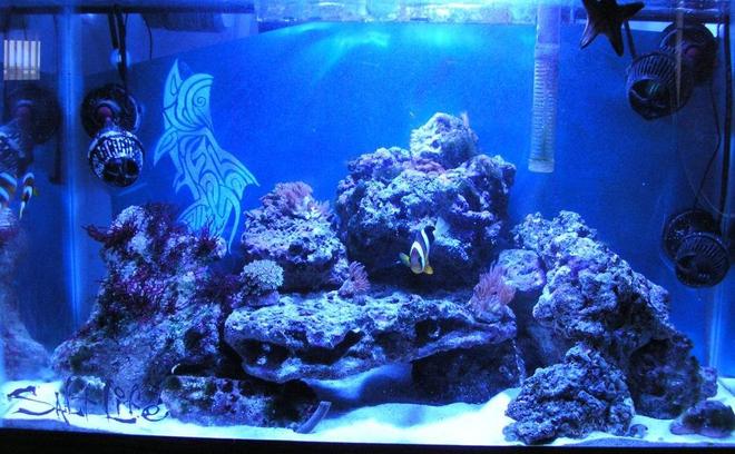 29 gallons reef tank (mostly live coral and fish) - My 29 gal soon to be reef