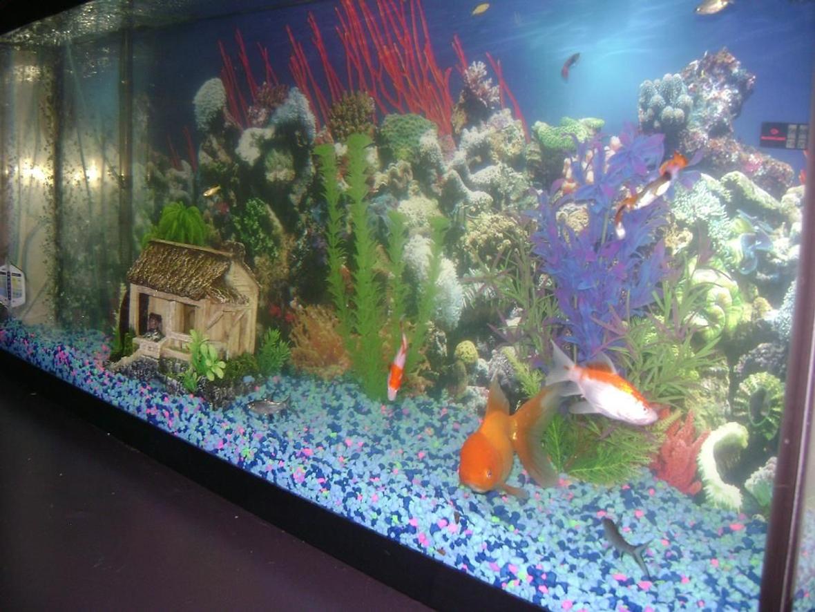 55 gallons freshwater fish tank (mostly fish and non-living decorations) - 55gl. side view of tank, me and my girl just got it . its a work in progress. we thank every one who rates us. thanks
