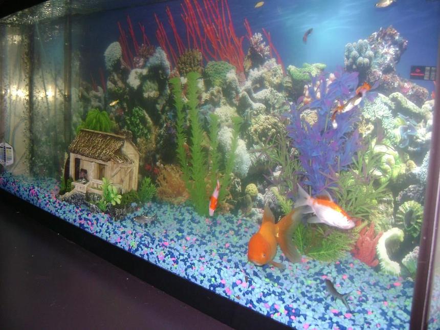 Rated #3629: 55 Gallons Freshwater Fish Tank - 55gl. side view of tank,  me and my girl just got it . its a work in progress. we thank every one who rates us. thanks