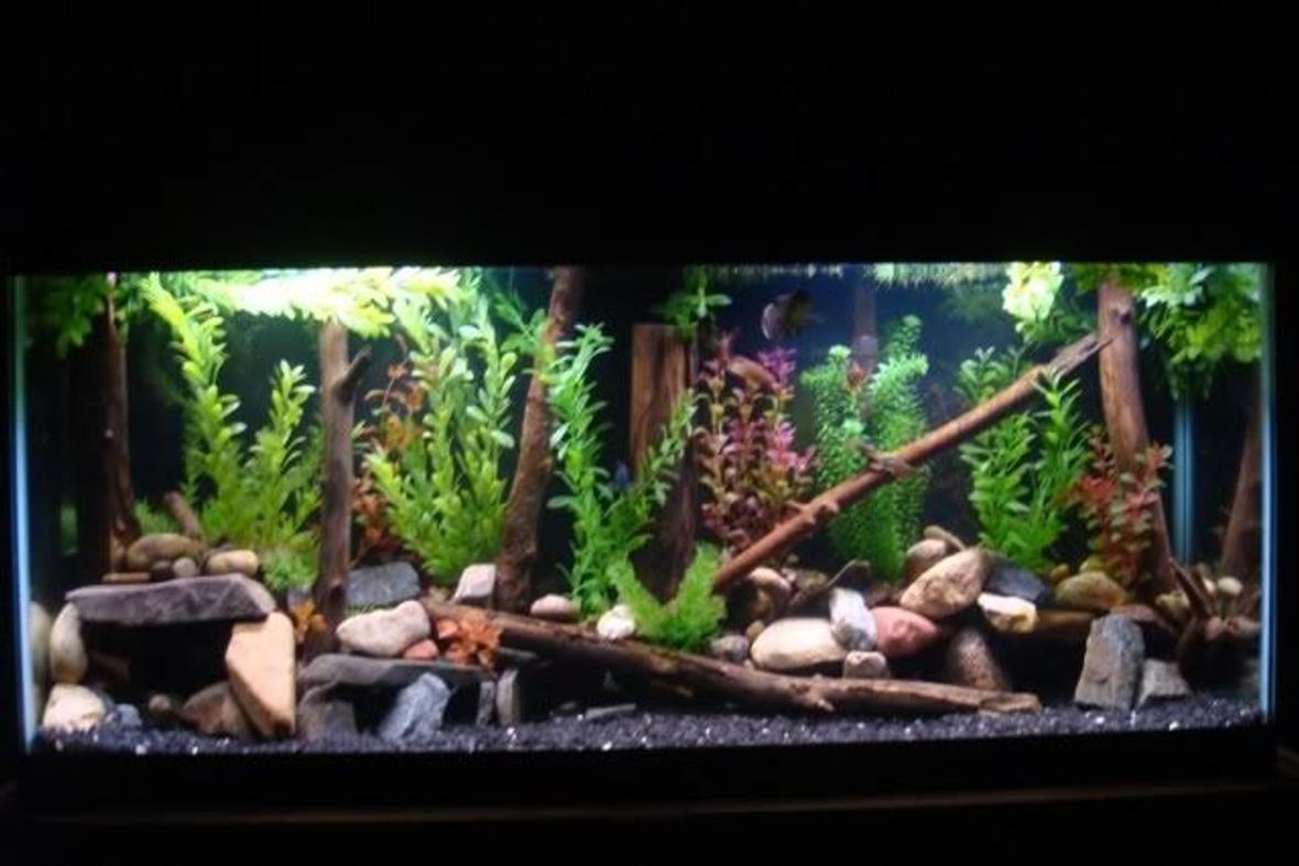 55 gallons freshwater fish tank (mostly fish and non-living decorations) - 55 gallon 2 green terrors severum convict senegal bichir