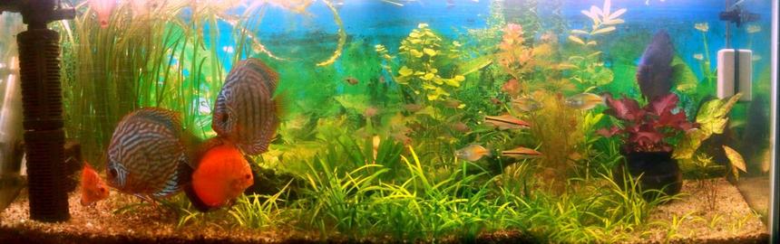 Rated #102: 100 Gallons Planted Tank - My Planted Tank