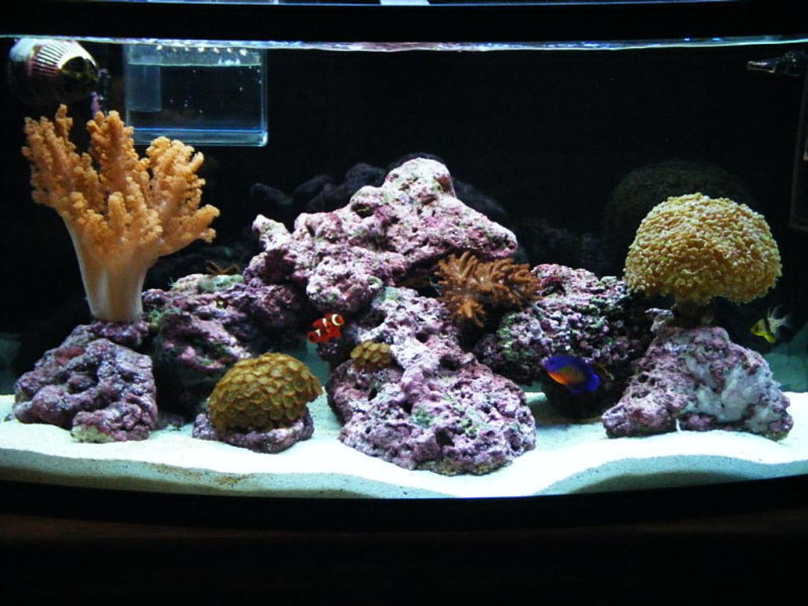 46 gallons reef tank (mostly live coral and fish) - 1yr old 46 BOWFRONT Reef Tank in progress.