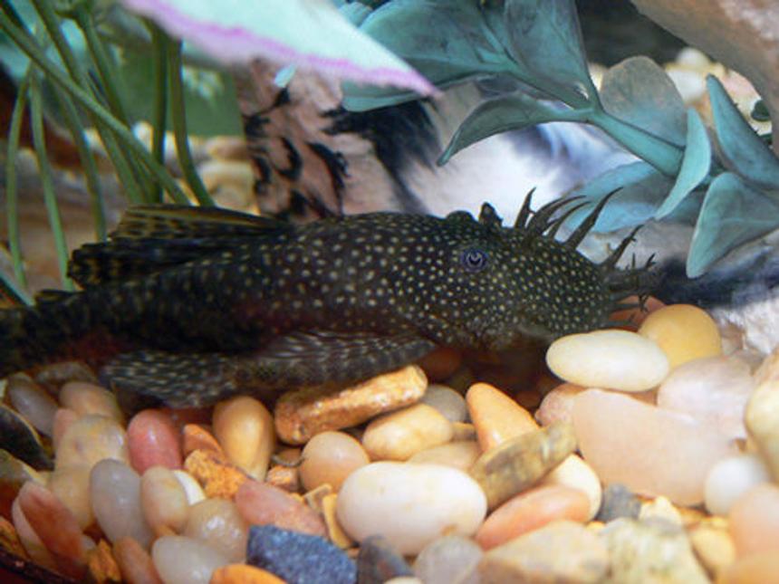 Rated #56: Freshwater Fish - Ancistrus Sp. - Bushy Nose Pleco L-144 Stocking In 55 Gallons Tank - bushynose pleco