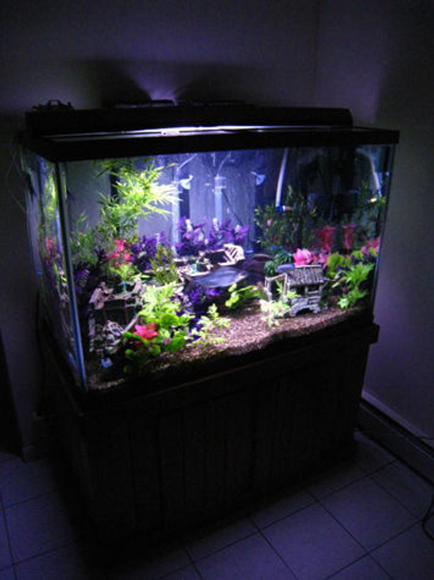 Rated #99: 120 Gallons Freshwater Fish Tank - 120g setup