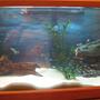 fish tank picture - Add