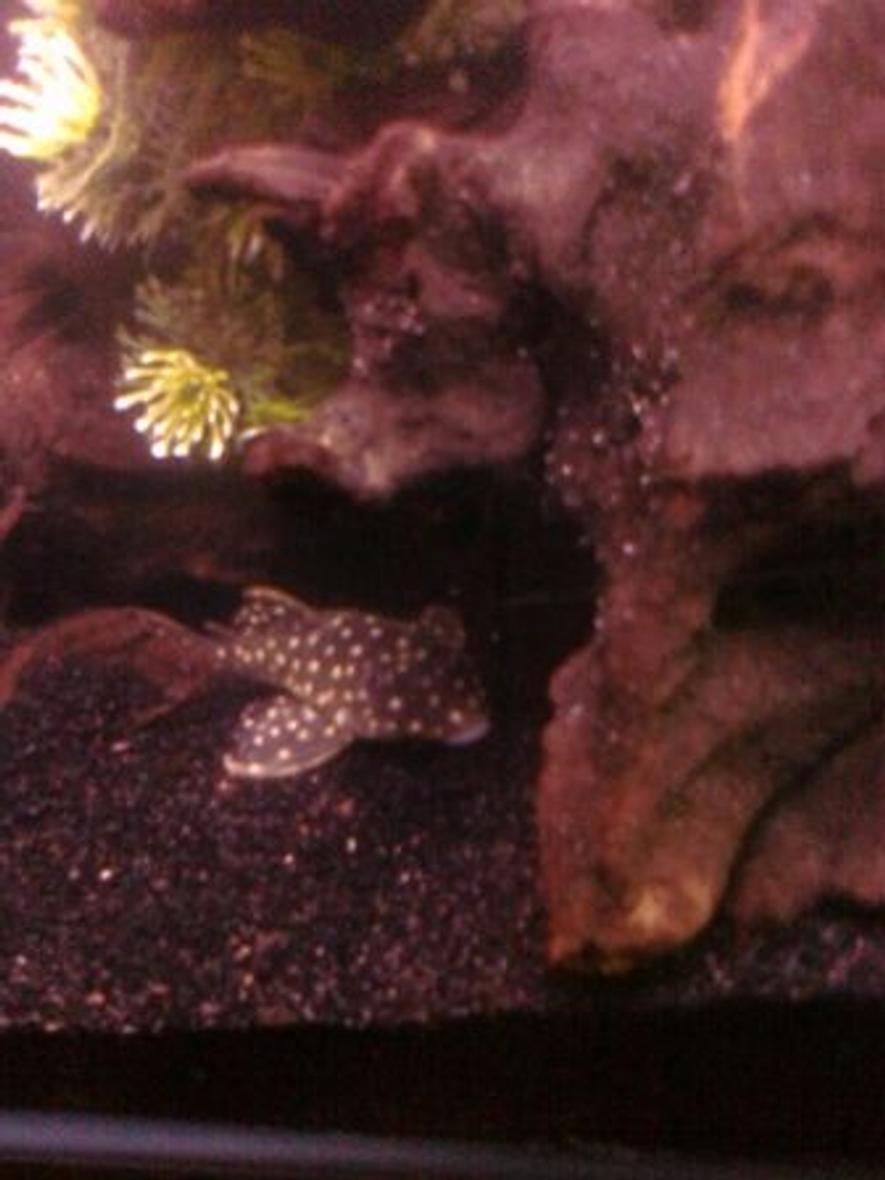 Rated #267: Freshwater Fish - Peckoltia Sp. - Snowball Pleco (l-102) Stocking In 90 Gallons Tank - Snowball Pleco