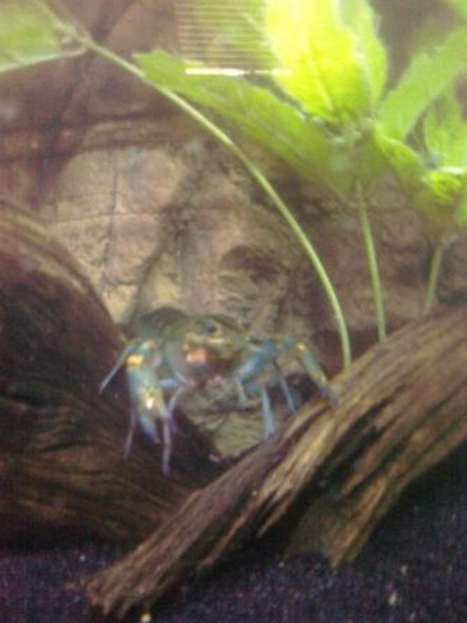 corals inverts - procambarus sp. - hammers cobalt blue lobster stocking in 90 gallons tank - Blue Lobster