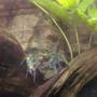 corals inverts - procambarus sp. - hammers cobalt blue lobster stocking in 90 gallons tank - Blue Lobster