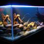 fish tank picture - another look