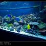 175 gallons reef tank (mostly live coral and fish) - Angle view shot