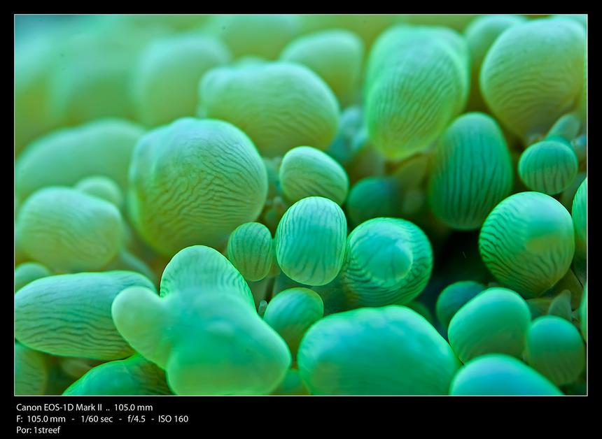 Rated #62: Corals Inverts - Entacmaea Quadricolor - Bulb Anemone Stocking In 175 Gallons Tank - Green bubble macro shot
