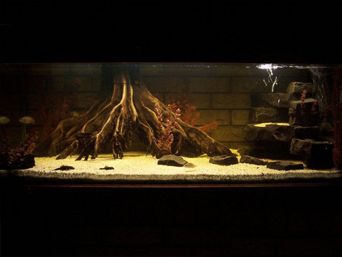 110 gallons freshwater fish tank (mostly fish and non-living decorations) - Mangrove Jack tank. Other fish in there, for the moment.