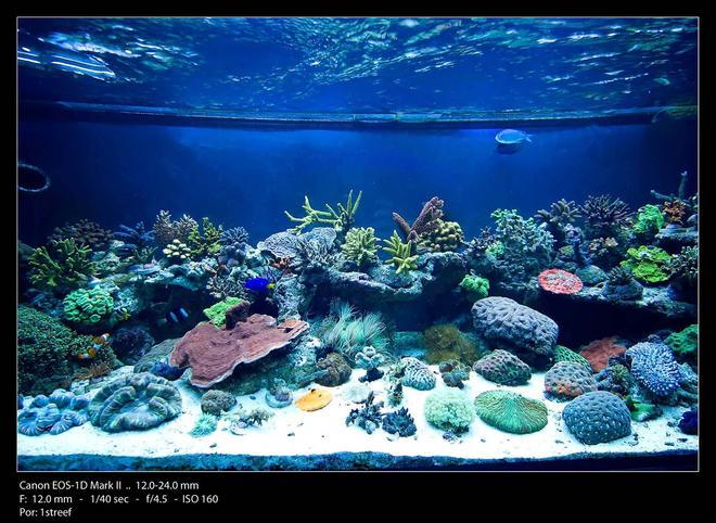 175 gallons reef tank (mostly live coral and fish) - Center tank shot