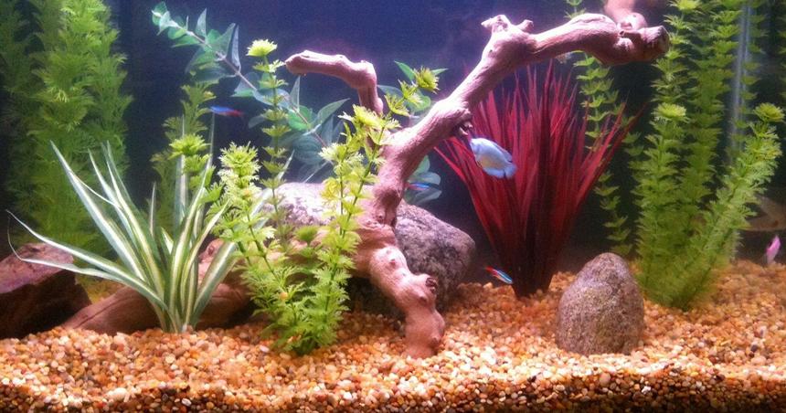Rated #970: 29 Gallons Freshwater Fish Tank - Bala's
Neon's
Tetra's
Gourami's
Zebra's
Molly's