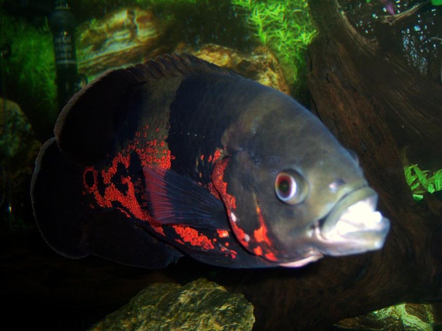Rated #27: Freshwater Fish - Astronotus Ocellatus - Tiger Oscar Stocking In 75 Gallons Tank - 1 year old Tiger Oscar