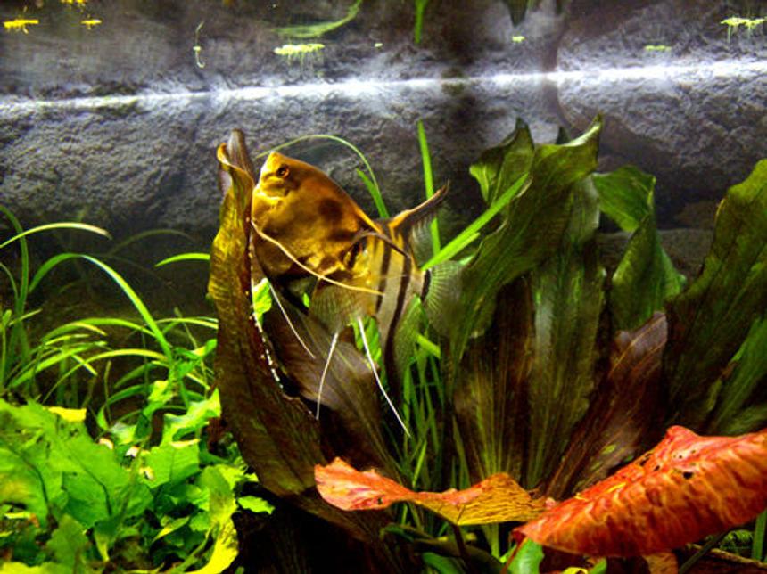 Rated #470: Freshwater Fish - Pterophyllum Sp. - Silver Zebra Angel Stocking In 40 Gallons Tank - Scalari in deposizione