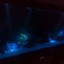 fish tank picture - night view