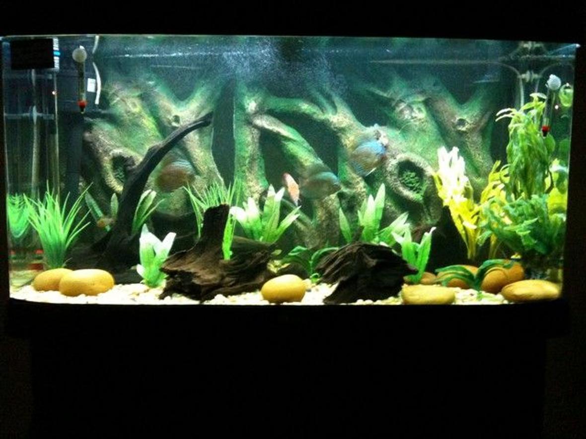 55 gallons freshwater fish tank (mostly fish and non-living decorations) - discus habitat