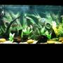 55 gallons freshwater fish tank (mostly fish and non-living decorations) - discus habitat