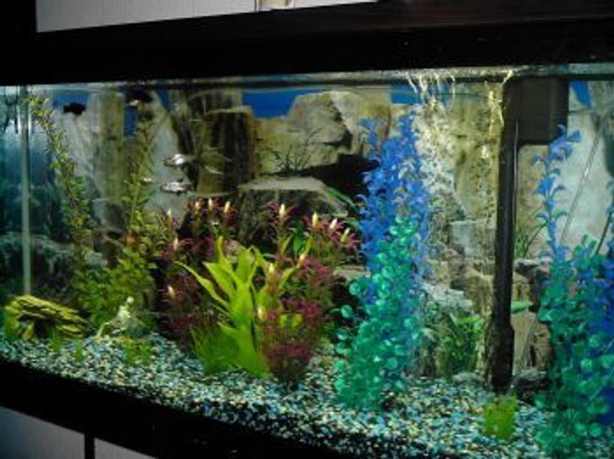 Rated #2744: 55 Gallons Freshwater Fish Tank - Yes, this is crap.
I design, and I grow fish, and I realize that this photo is not a very convincing proof of either.
I'll fix it, I hope.