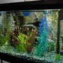 55 gallons freshwater fish tank (mostly fish and non-living decorations) - Yes, this is crap. I design, and I grow fish, and I realize that this photo is not a very convincing proof of either. I'll fix it, I hope.