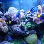 fish tank picture - Fish and corals