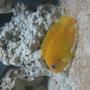 saltwater fish - centropyge flavissima - lemonpeel angelfish stocking in 75 gallons tank - lemonpeel angelfish