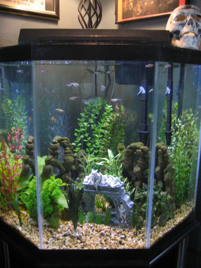 44 gallons freshwater fish tank (mostly fish and non-living decorations) - My corner tank