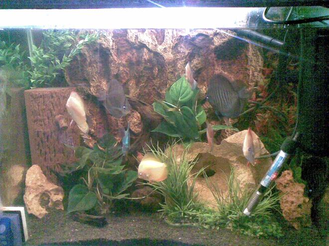 60 gallons freshwater fish tank (mostly fish and non-living decorations) - Its a Discus Tank 2.5 FT x 2 FT
