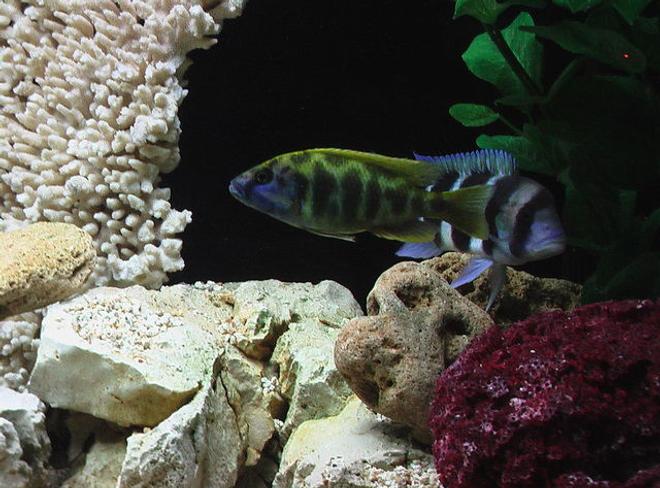 freshwater fish - nimbochromis venustus - venustus cichlid stocking in 100 gallons tank - Venustus & Frontosa