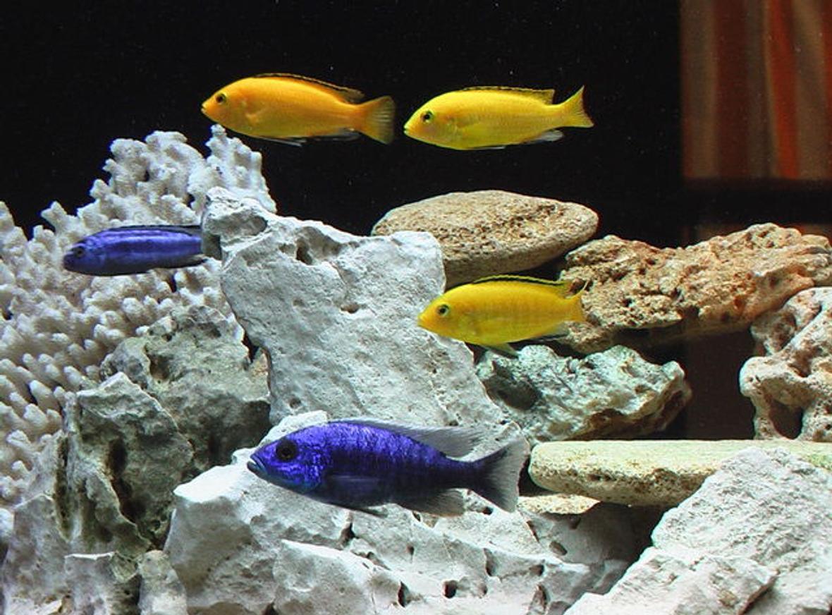 freshwater fish - labidochromis caeruleus - electric yellow cichlid stocking in 100 gallons tank - yellow labs+johanni+blue hap