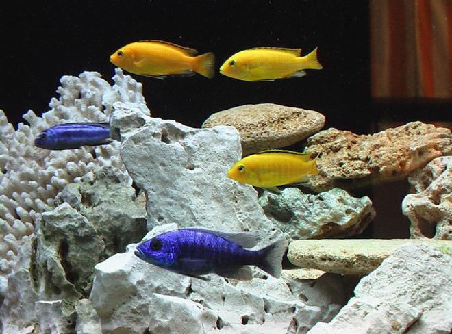 freshwater fish - labidochromis caeruleus - electric yellow cichlid stocking in 100 gallons tank - yellow labs+johanni+blue hap
