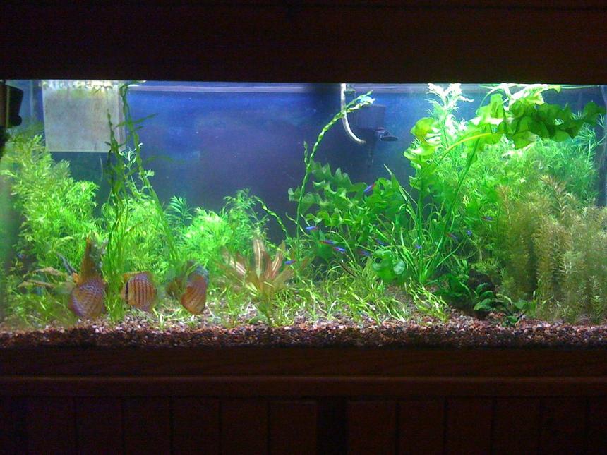 Rated #134: 75 Gallons Planted Tank - Nov. 2009