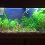75 gallons planted tank (mostly live plants and fish) - Nov. 2009