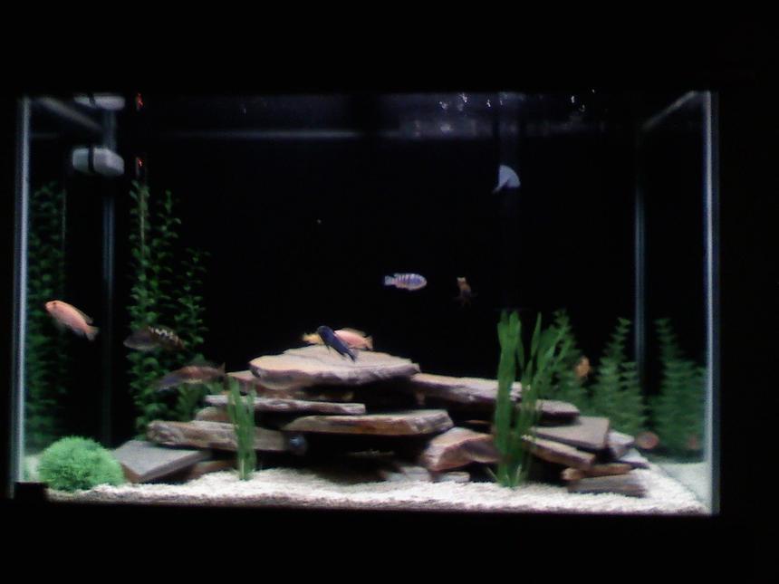 Rated #129: 70 Gallons Freshwater Fish Tank - Front View of African Cichlid