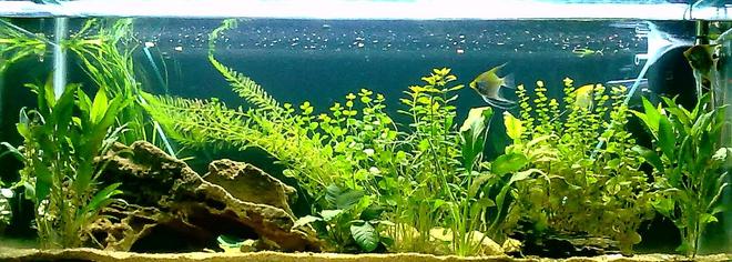 67 gallons planted tank (mostly live plants and fish) - 255 litre freshwater, 2 months olds