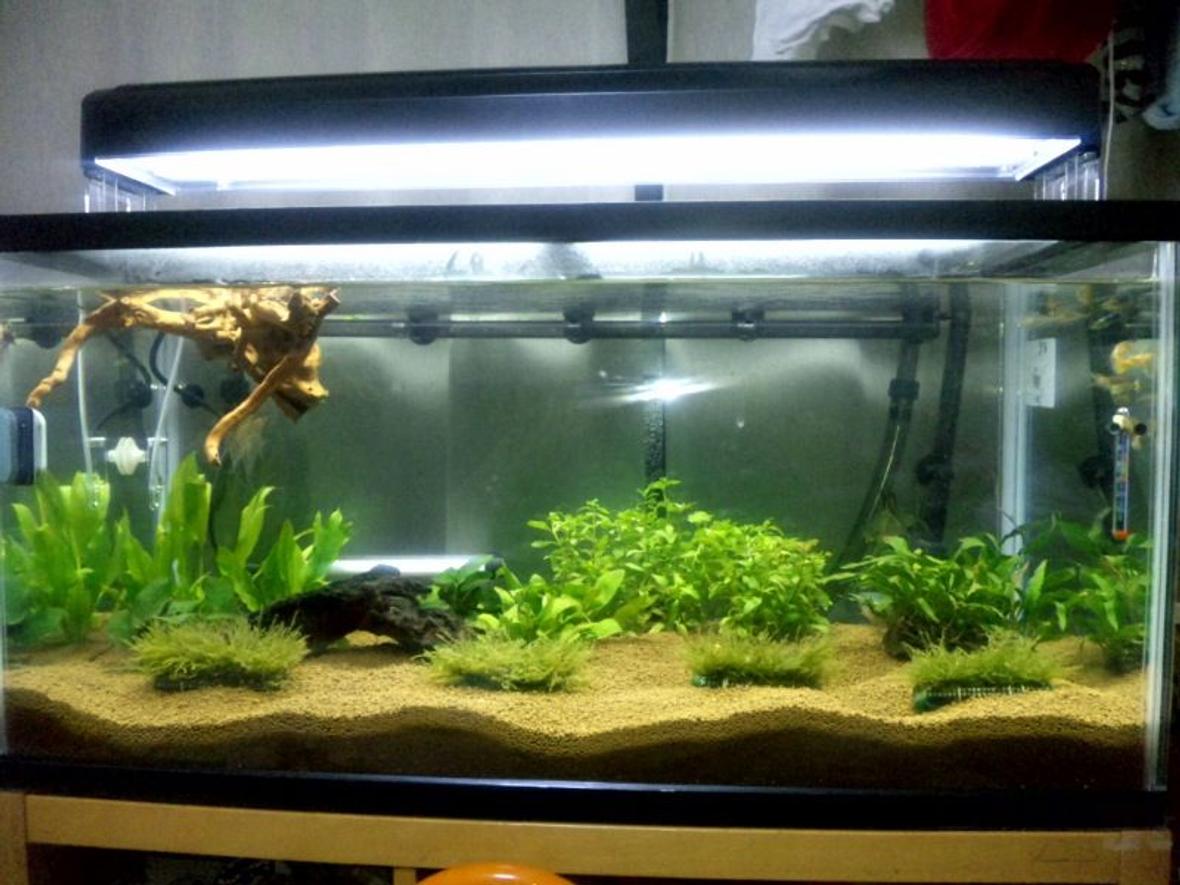 45 gallons planted tank (mostly live plants and fish) - OUR FIRST SERIUOS TANK...