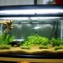 45 gallons planted tank (mostly live plants and fish) - OUR FIRST SERIUOS TANK...