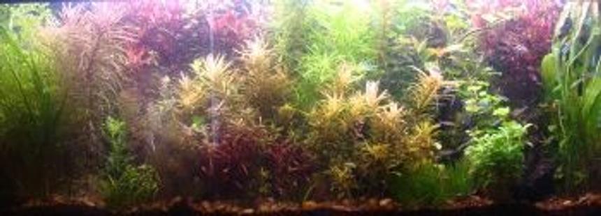 Rated #48: 10 Gallons Planted Tank - 55 gallon planted tank
