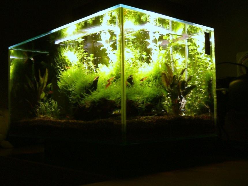 Rated #87: 6 Gallons Planted Tank - Planted Fluval EDGE nano Aquarium