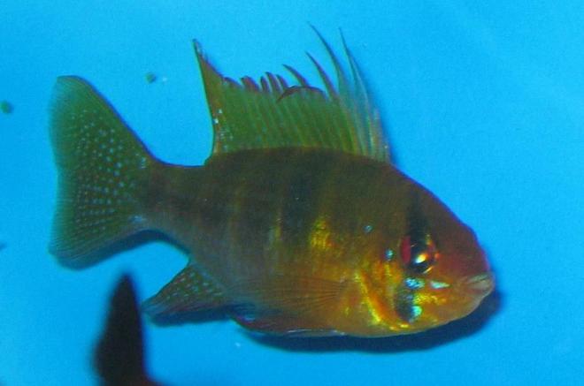 freshwater fish - papiliochromis ramirezi - german blue ram stocking in 30 gallons tank - Blue Ram Cichlid