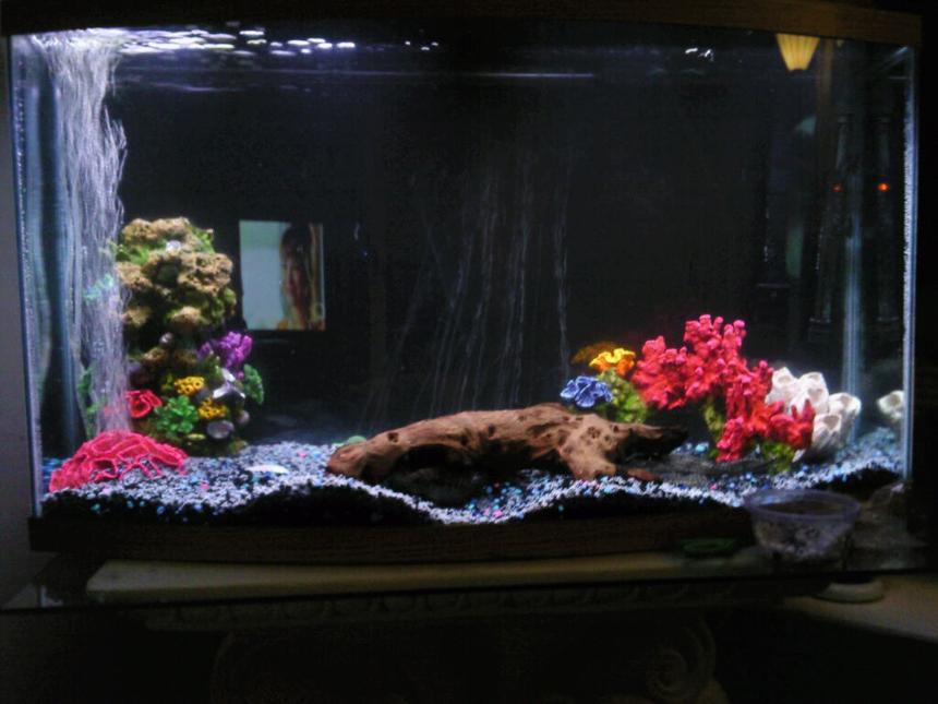 Rated #264: 50 Gallons Freshwater Fish Tank - 50 gal bow front tank with two jack dempsey and an pleco