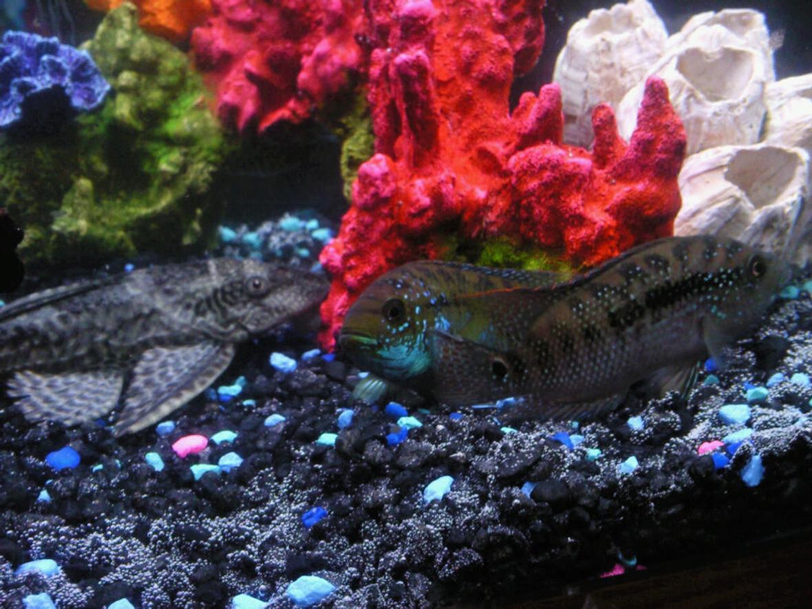 freshwater fish - nandopsis octofasciatum - jack dempsey stocking in 50 gallons tank - jack dempsey and pleco