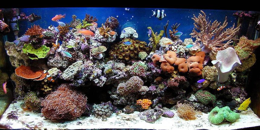 Rated #1: 90 Gallons Reef Tank - my 90 oct 09